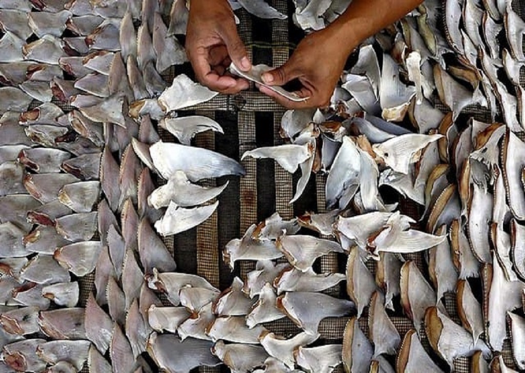 محموله بزرگ قاچاق باله کوسه ماهی در آب های جزیره کیش کشف شد