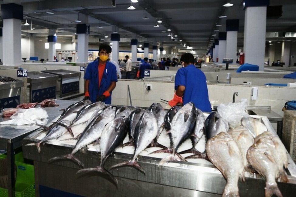 تهیه نرخ‌نامه برای انواع ماهی در هرمزگان دو روز پس از ضرب‌الاجل دستگاه قضایی