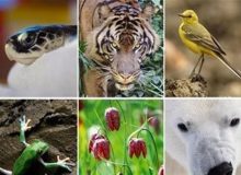 مهمیت مناطق چهارگانه محیط زیست در حفاظت از گونه‌های اندرمیک